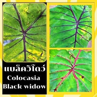 1 ต้น colocasia black widow บอนแบล็ควิโดว์ กระดูกใบสีดำคล้ายหน้ากากฟาโรห์ เด่น สวย ส่งแบบตัดใบออก สินค้าพร้อมจัดส่ง