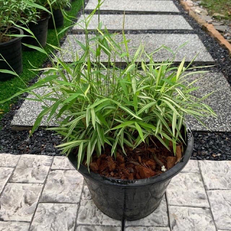 11-silver-bamboo