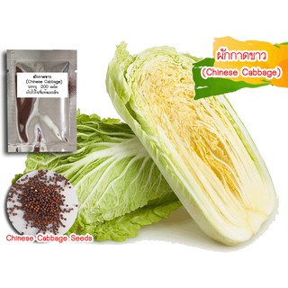 ผักกาดขาว (Chinese Cabbage) 500 เมล็ด ผักกาดขาวปลี  ผักกาด เมล็ดผักกาดขาว เมล็ดพันธุ์ผักกาดขาว เมล็ดผักกาดขาวปลี