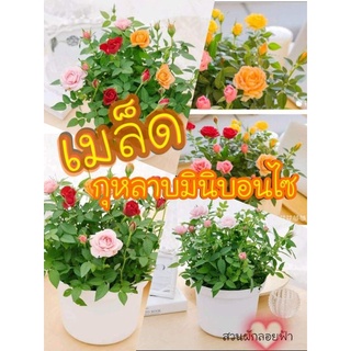 เมล็ดพันธุ์กุหลาบมินิบอนไซ คละสี  10เมล็ด​