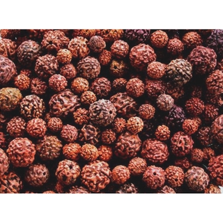 10 เมล็ดพันธุ์/ชุด Rudraksha Bead เมล็ดรุทรักษา เมล็ดน้ำตาพระศิวะเทพ จากอินเดียแท้ วัตถุมงคลอันศักดิ์สิทธิ์ยิ่ง