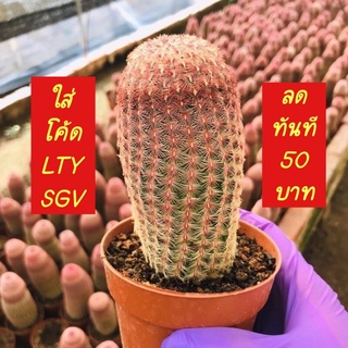 ใส่โค้ด BYJAME100 ลดทันที 10%  [ถูกสุด] cactus เรนโบว์ กระบองเพชร แคคตัส