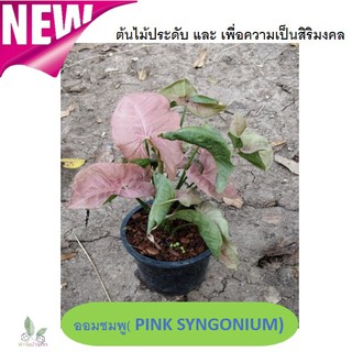 ออมชมพู( PINK SYNGONIUM) ต้นไม้ประดับ ต้นไม้มงคล