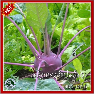 100 เมล็ด กะหล่ำปมสีม่วง Purple Kohlrabi  โควราบิ เมล็ดกะหล่ำปม เมล็ดพันธุ์กะหล่ำปม กระหล่ำปม