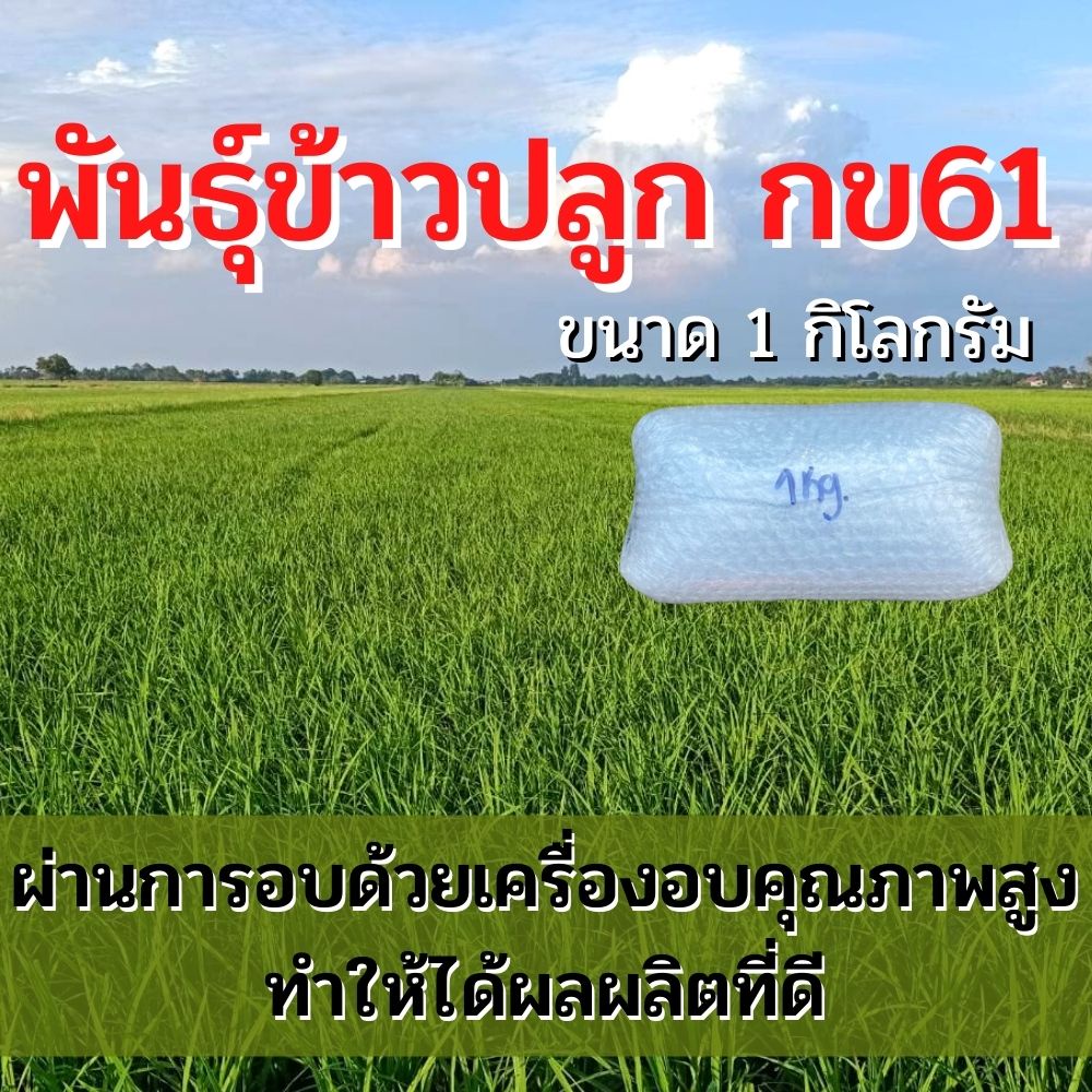 เมล็ดพันธุ์ข้าว พันธุ์ข้าวปลูก กข61 เมล็ดพันธุ์ ข้าวปลูก กข61 ขนาด 1 กิโลกรัม