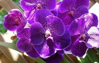 กล้วยไม้ แวนด้า โรเบิร์ต ดีไลท์ บลู ต้นใหญ่ บลูมมิ่งไซส์ V. Robert’s Delight Blue
