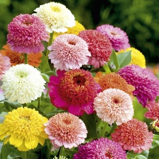 เมล็ดพันธุ์ ดอกบานชื่นเฟเบิร์กคละสี 40 เมล็ด  Mixed Faberge  Zinnia Seed ***เมล็ดพันธุ์พรีเมี่ยมเกรด**