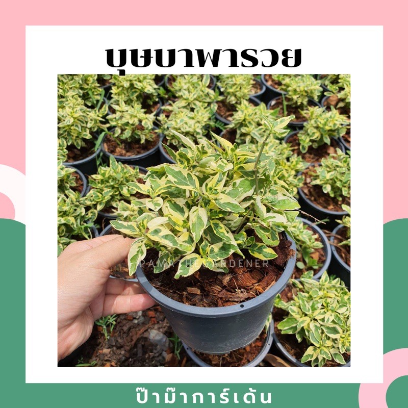 ต้นบุษบาพารวย ในกระถาง 5-6 นิ้ว บุษบาพารวย ไม้แดด