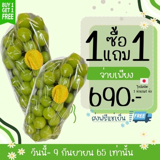 1แถม1 ฟรี🔥องุ่นเขียวไชมัสคัต shine muscat 🍇สายพันธุ์ญี่ปุ่น🇯🇵 พรีเมียม