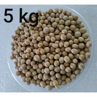 Canadian Soy Bean - Canada Great Quality อร่อย - ถั่วเหลืองดิบ