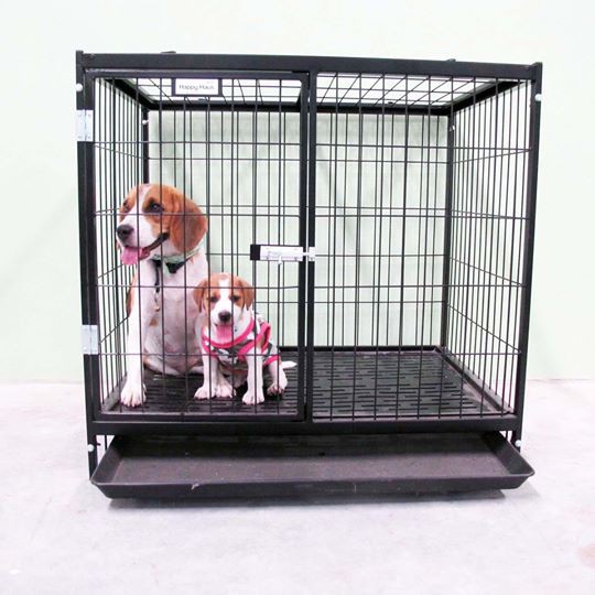 กรงสุนัขน็อคดาวด์ไซส์ S สีดำ Happy Haus