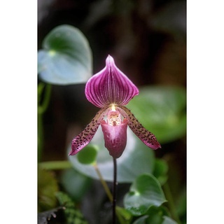 30 เมล็ดพันธุ์ เมล็ดกล้วยไม้ กล้วยไม้รองเท้านารี (Paphiopedilum Orchids) Orchid flower seeds อัตราการงอก 80-85%