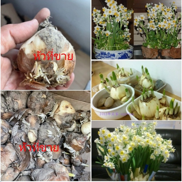 หัวนาซีซัส หรือเเดฟโฟดิว ( Daffodil)ไม้ดอกหอมไม้มงคลนิยมให้ในวันตรุษจีนปลูกได้ทั้งแบบแช่น้ำและลงดิน
