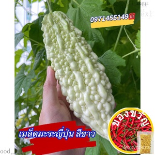 เมล็ดมะระญี่ปุ่นสีขาว 10เมล็ด มะระขาว White Bitter Gourd SeedsZinniaCabbageGrassColorLycopersiconChamomileKaleCosmosRuby