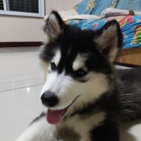 Profile NoName