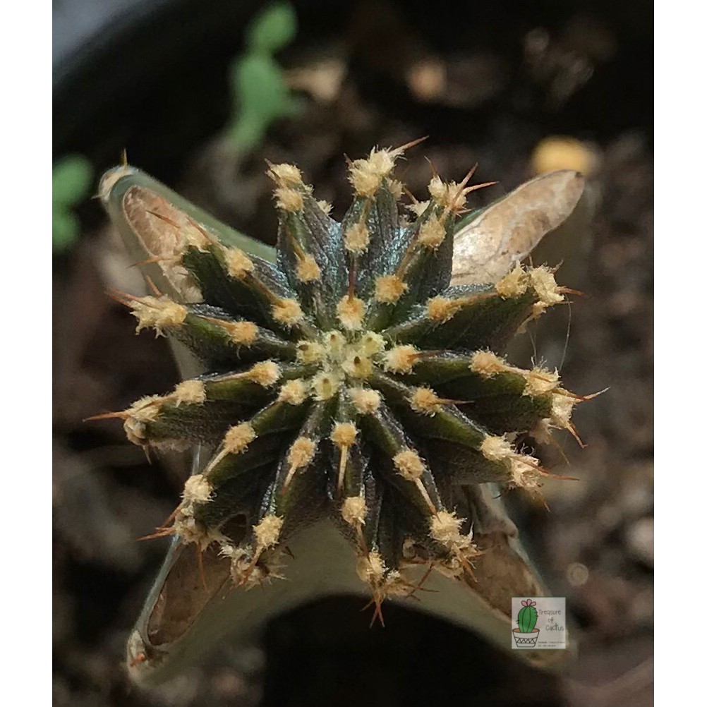แคคตัส LB2178 แท้  Gymnocalycium friedrichii LB 2178 Agua dulce LB2178 (13พู)