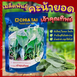 เมล็ดพันธุ์คะน้ายอด🍃 เจ้าคุณทิพย์ เมล็ดพันธุ์เจียไต๋ ผักคะน้า เมล็ดพันธุ์ยอดคะน้า เมล็ดพันธุ์คะน้า ผักสวนครัว