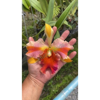 ต้นกล้วยไม้แคทลียา(อเมซิ่ง ไทยแลนด์ ) Cattleya Amazing Thailand