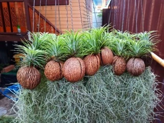 เคราฤาษีลูกตีนเป็ด ทิลแลนเซีย (มีสีตามฤดูกาล)