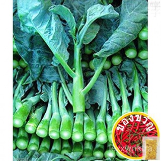 CHINESE BROCCOLI / KALE (1,250 seeds) - Kailaan / Chinese Kale头饰/向日葵/园艺/生菜/鲜花/通心菜/香菜/文胸/帽子/花园/ QKLI