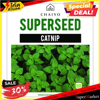 🌈BEST🌈 ✨นาทีทอง✨ เมล็ดพันธุ์กัญชาแมว ชัยโย 450 เมล็ด CATNIP 450 SEEDS 🛺💨