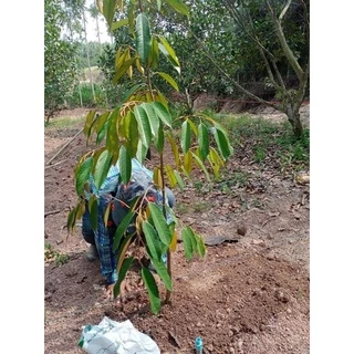 หัวเชื้อน้ำส้มควันไม้สะเดาเข้มข้นแท้ๆขนาด1ลิตรที่ผ่านการกรองแล้วไม่มีสารน้ำมันดินปลอดภัยต่อผู้ใช้