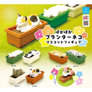 (ยกชุดพร้อมส่ง) Gashapon กาชาปองแมวนอนบนกระถาง Pokapoka Planter Cat Mascot โมเดลแมว