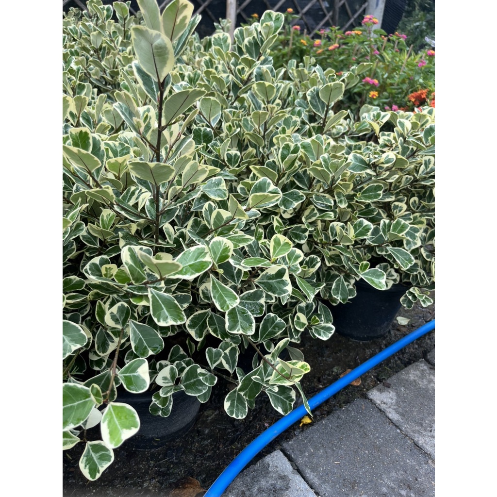 หัวใจเศรษฐี / หัวใจสาลิกา ไม้แดด กระถาง 8 นิ้ว – Million Hearts