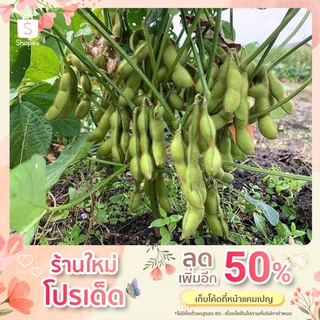 เมล็ดพันธุ์ ถั่วแระ ญี่ปุ่น 100เมล็ด