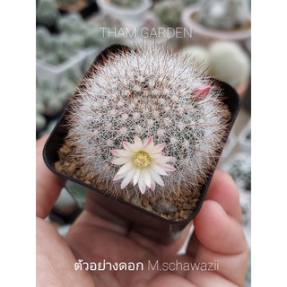 mammillaria schawazii แมมชวาร์ซิอายหนามน้ำตาล