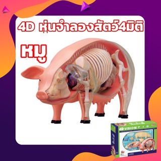 โมเดลจำลองหมู แบบ4D 4มิต  หุ่นจำลองสัตว์ 4 มิติเหมือนจริง ของเล่นแนววิทยาศาสตร์