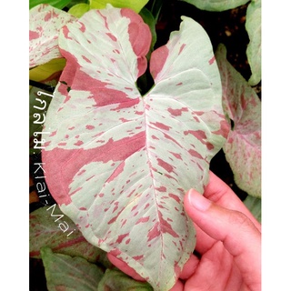 Syngonium Milk Confetti (ออมชมพูมิลค์) สีสวยหวาน น่ารัก