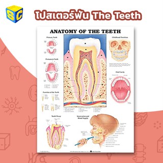 โปสเตอร์ฟัน Teeth Anatomy Poster