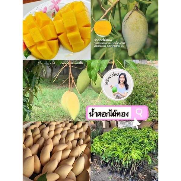 #ต้นมะม่วงน้ำดอกไม้สีทอง(เสียบยอด) สูงราว50-60เซน 1 ปีติดผล