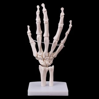 *❤❤Hand Joint Anatomical Skeleton Model Medical Anatomy Study Tool Life Size