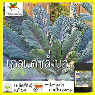 เมล็ดพันธุ์ เคลแดซลิ่งบลู 200 เมล็ด Dazzling Blue Kale Seed เมล็ดพันธุ์แท้ นำเข้าจากต่างประเทศ โตไว ปลูกง่าย พืชผัก