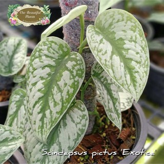 พลูหัวใจแนบ Scindapsus pictus Exotica  กระถาง 4 นิ้ว