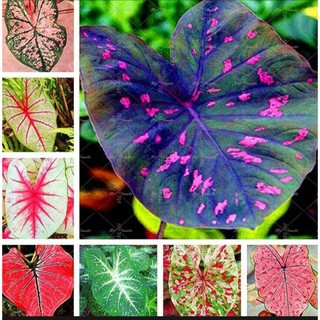 บอนสี 100เมล็ด Mixed Colors Caladium Seeds Flower Seed บอนสีหายาก  ต้นไม้มงคล ต้นไม้ฟอกอากาศ พันธุ์ไม้หายาก