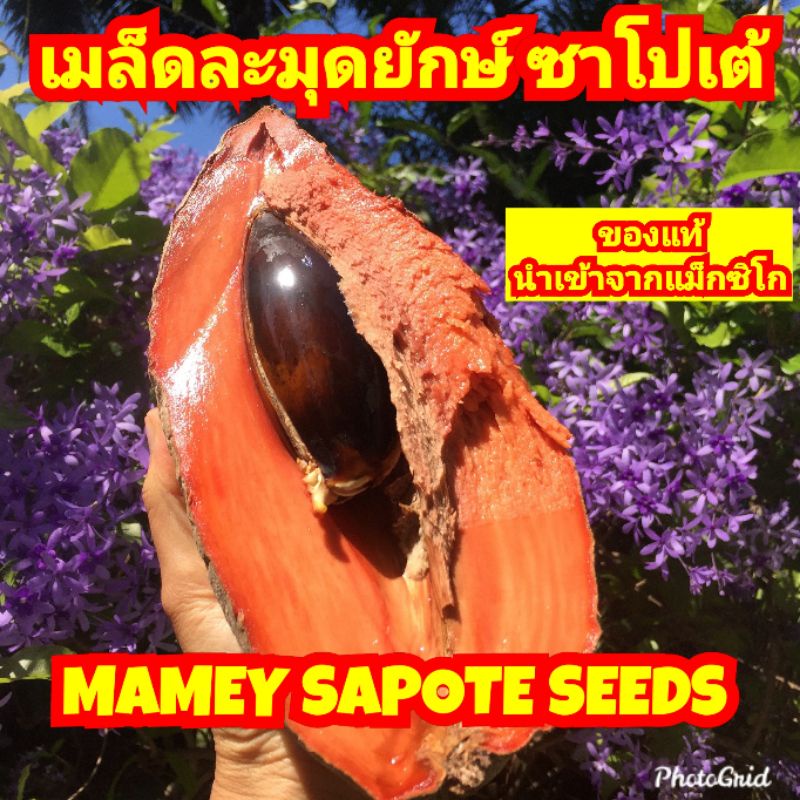 🎖️ส่งจริง ดูรีวิว🎖️ เมล็ด ละมุดยักษ์ ซาโปเต้ Mamey Sapote ละมุดยัก นำเข้าจากเม็กซิโก ล็อตปี 2023