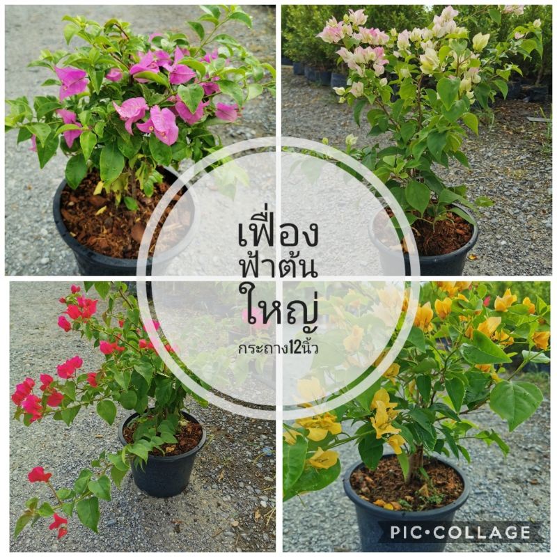 ต้นเฟื่องฟ้า​ไซส์ใหญ่กระถาง​12​นิ้ว ไม้ประดับ​ สมุนไพร​ ต้นไม้ ฟอกอากาศ สวน จัดสวน แต่งบ้าน แต่งสวน จัดสวน สวนครัว