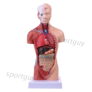 SPT Ready Human Torso Body Teaching Model Anatomy Anatomical Medical Internal Organs Heart System Trunk Model RUDI