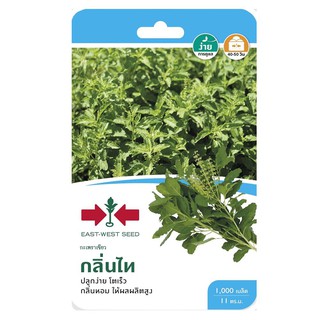 HOLY BASIL SEED EAST-WEST SEED KLINTHAI กะเพราเขียว กลิ่นไท ศรแดง เมล็ดพันธุ์ ปุ๋ยและเมล็ดพันธุ์ สวนและอุปกรณ์ตกแต่ง HOL