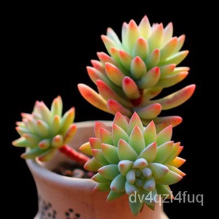 【Ready stock】ฉ่ำและดอกไม้ พืชสีเขียว ไม้กระถาง ระเบียงสำ succulents, flowers, green plants 55WQ