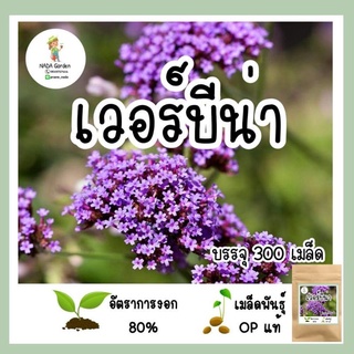 เมล็ดพันธุ์ เวอร์บีน่า 300เมล็ด อัตราการงอกสูง (แถมผงเร่งอัตราการงอก)🌱