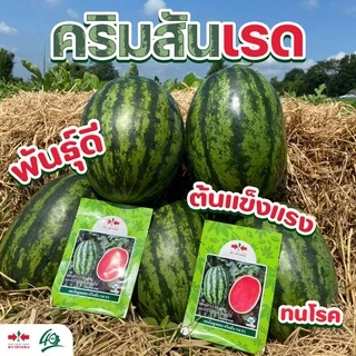 EWCOM เมล็ดพันธุ์ แตงโม คริมสันเรด Exp. 7/70 40กรัม (ประมาณ 800-900เมล็ด) ตราศรแดง WATERMELON