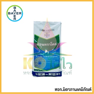 แอนทราโคล 500 กรัม บริษัท ไบเออร์ เป็นสารป้องกันโรคใบจุดสีน้ำตาลสาเหตุจากเชื้อรา เชื้อราน้ำค้าง