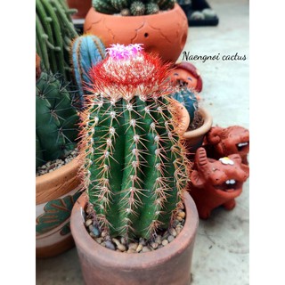 💥โปรพิเศษ 30 เมล็ด 10 บาท💥เมล็ดเมโลแคคตัส บอร์ดเวย์อาย รหัส M8💥🌛 Melocactus Brodwayi