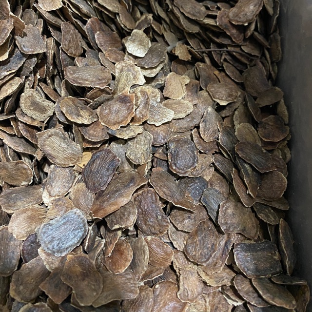 เมล็ดพยุงไหหลำ 100 เมล็ด พะยูงไหหลำ ฮวงหัวลี่ เมล็ดพันธ์ุพะยุง dalbergia odorifera