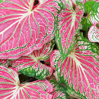 02id6gykyl100เมล็ด Mixed Colors Caladium Seeds บอนสีหายาก บอนสีแปลกๆ บอนต้นสีแปลกๆ บอนสีหายาก ต้นไม้บอลสี ต้นไม้มงคล ต้น