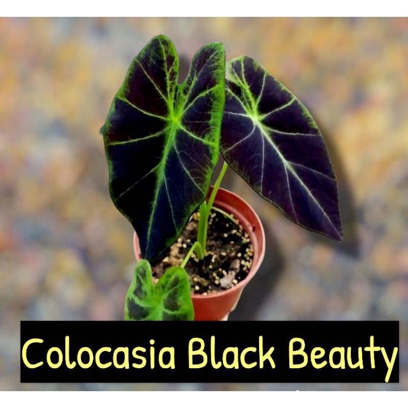Colocasia black beauty บอนแบล็คบิวตี้